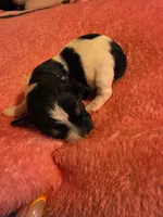 Ernie, a male Doxiepoo for sale in Red Boiling Springs, TN – Photo 3 of 3