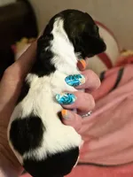 Ernie, a male Doxiepoo for sale in Red Boiling Springs, TN – Photo 2 of 3