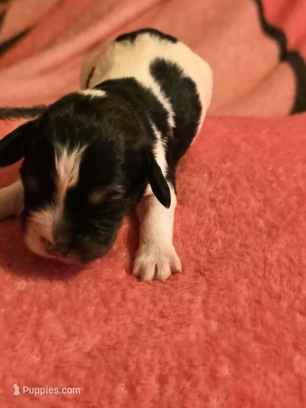 Ernie, a male Doxiepoo for sale in Red Boiling Springs, TN – Photo 1 of 3