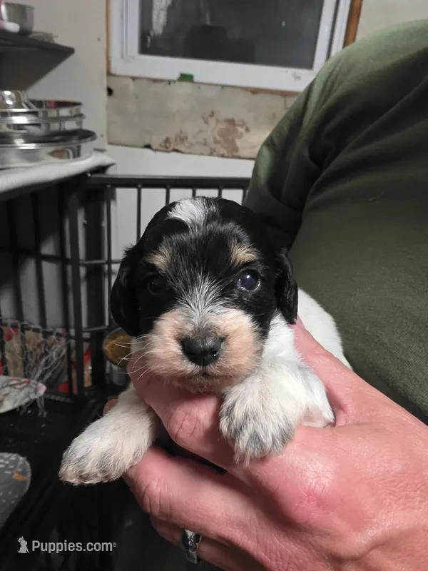 Ernie – Doxiepoo puppy for sale in Red Boiling Springs, TN