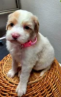 Princess Penny, a female Miniature Goldendoodle for sale in Red Boiling Springs, TN – 5 of 6