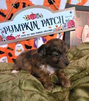 Honey, a female Doxiepoo for sale in Bay Springs, MS – 6 of 7
