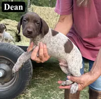 Dean, a male German Shorthaired Pointer for sale in Rutherfordton, NC – 3 of 6