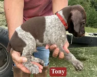 Tony, a male German Shorthaired Pointer for sale in Rutherfordton, NC – 4 of 5