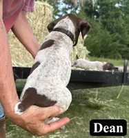 Dean, a male German Shorthaired Pointer for sale in Rutherfordton, NC – 6 of 6