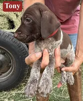 Tony, a male German Shorthaired Pointer for sale in Rutherfordton, NC – 3 of 5