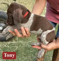Tony, a male German Shorthaired Pointer for sale in Rutherfordton, NC – 2 of 5
