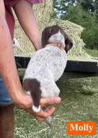 Molly, a male German Shorthaired Pointer for sale in Rutherfordton, NC – 5 of 6