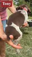 Tony, a male German Shorthaired Pointer for sale in Rutherfordton, NC – 5 of 5