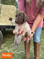 Molly, a male German Shorthaired Pointer for sale in Rutherfordton, NC – 3 of 6