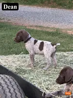 Dean, a male German Shorthaired Pointer for sale in Rutherfordton, NC – 2 of 6