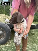 Dean, a male German Shorthaired Pointer for sale in Rutherfordton, NC – 4 of 6