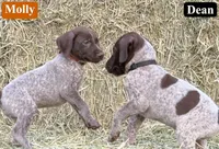 Molly, a male German Shorthaired Pointer for sale in Rutherfordton, NC – 6 of 6