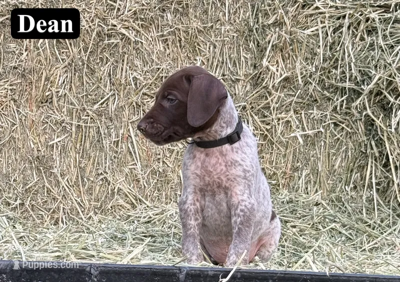 Dean – German Shorthaired Pointer puppy for sale in Rutherfordton, NC