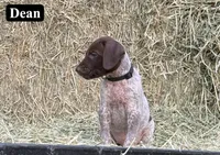 Dean, a male German Shorthaired Pointer for sale in Rutherfordton, NC – 1 of 6