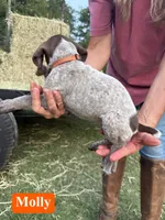 Molly, a male German Shorthaired Pointer for sale in Rutherfordton, NC – 4 of 6