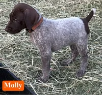 Molly, a male German Shorthaired Pointer for sale in Rutherfordton, NC – 1 of 6