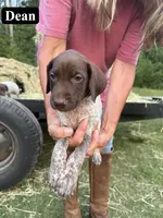 Dean, a male German Shorthaired Pointer for sale in Rutherfordton, NC – 5 of 6