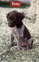 Tony, a male German Shorthaired Pointer for sale in Rutherfordton, NC – 1 of 5
