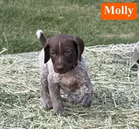 Molly, a male German Shorthaired Pointer for sale in Rutherfordton, NC – 2 of 6