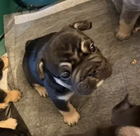 Boss Hog , a male French Bulldog for sale in Alexandria, VA – 2 of 2