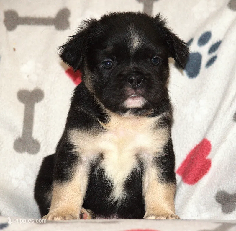 The Mayor – French Bulldog puppy for sale in Alexandria, VA