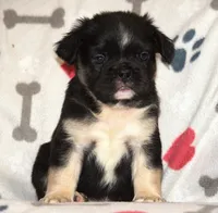 The Mayor, a male French Bulldog for sale in Alexandria, VA – 1 of 1