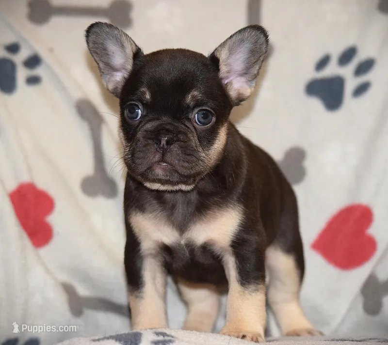 Foxy Brown – French Bulldog puppy for sale in Alexandria, VA