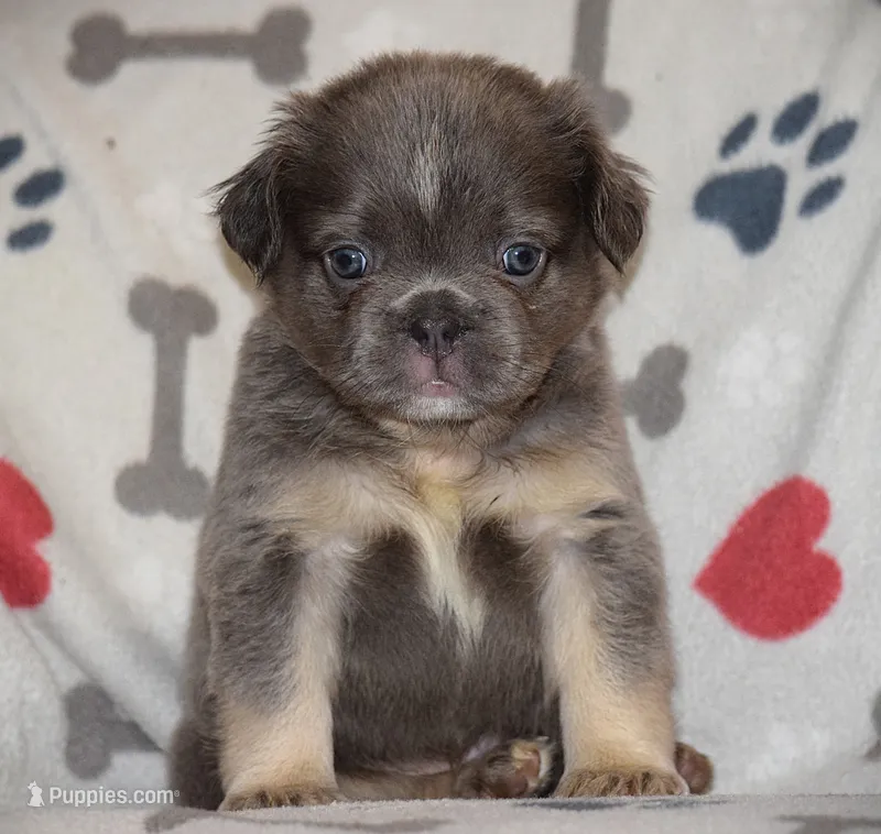 G80 aka Mr Natural  – French Bulldog puppy for sale in Alexandria, VA