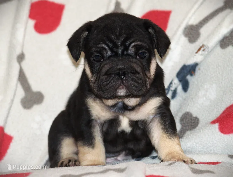 Boss Hog  – French Bulldog puppy for sale in Alexandria, VA