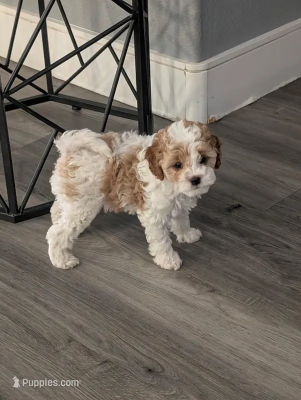Jessie – Cavapoo puppy for sale in Las Vegas, NV