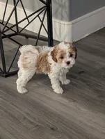 Jessie, a female Cavapoo for sale in Las Vegas, NV – Photo 1 of 3