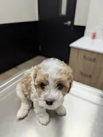 Jessie, a female Cavapoo for sale in Las Vegas, NV – Photo 2 of 3