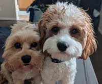 Jessie, a female Cavapoo for sale in Las Vegas, NV – Photo 3 of 3