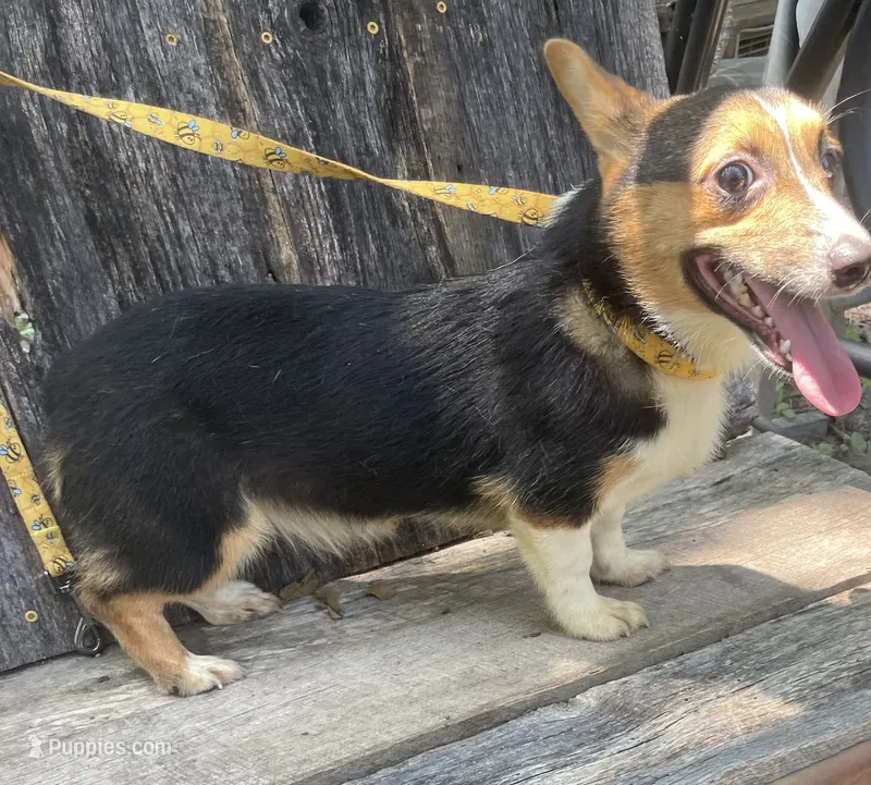 Akc sally – Pembroke Welsh Corgi puppy for sale in Buffalo, MO