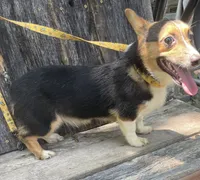 Akc sally, a female Pembroke Welsh Corgi for sale in Buffalo, MO – 1 of 2