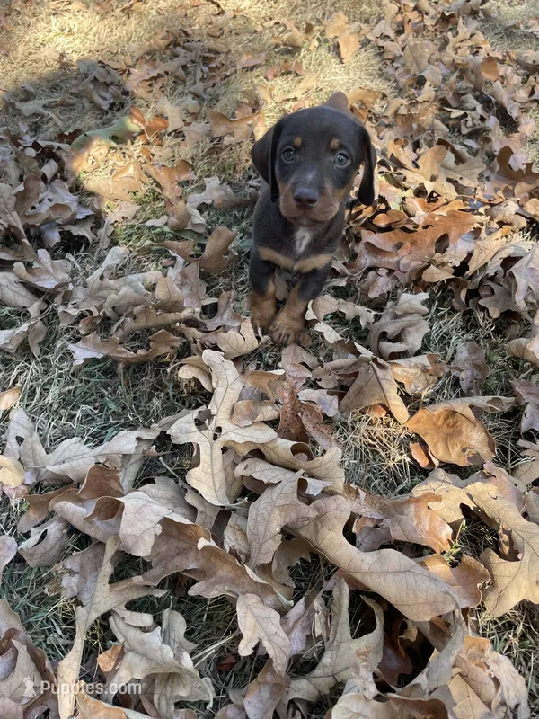 Max chocolate  – Miniature Dachshund puppy for sale in Buffalo, MO