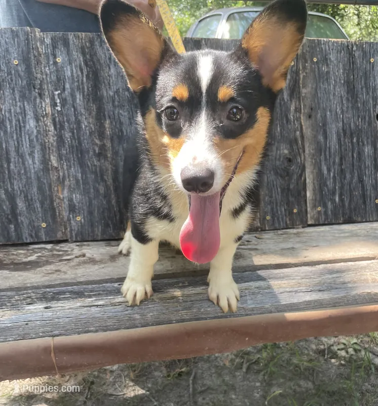 Akc Sarah – Pembroke Welsh Corgi puppy for sale in Buffalo, MO