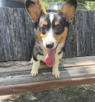 Akc Sarah, a female Pembroke Welsh Corgi for sale in Buffalo, MO – 1 of 2