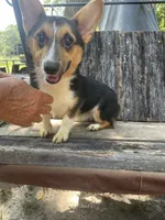 Akc sally, a female Pembroke Welsh Corgi for sale in Buffalo, MO – 2 of 2