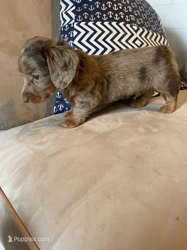 Sam – Miniature Dachshund puppy for sale in Buffalo, MO