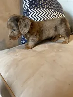 Sam, a male Miniature Dachshund for sale in Buffalo, MO – 1 of 3