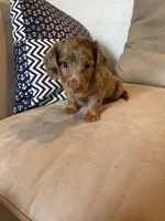 Sam, a male Miniature Dachshund for sale in Buffalo, MO – 2 of 3
