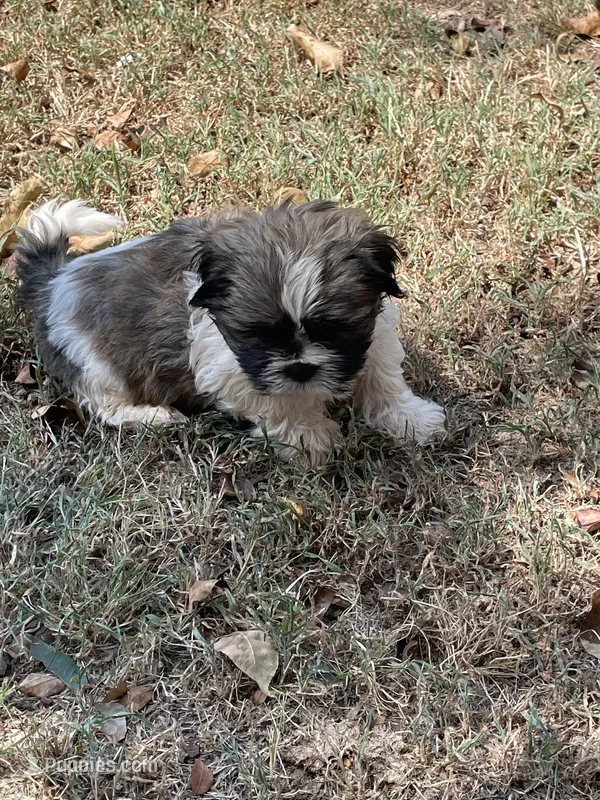Max – Shih Tzu puppy for sale in Buffalo, MO