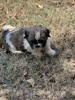 Max, a male Shih Tzu for sale in Buffalo, MO – 1 of 3