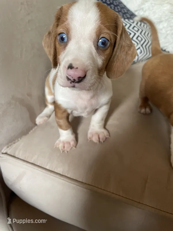 Jacob – Miniature Dachshund puppy for sale in Buffalo, MO