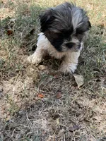 Max, a male Shih Tzu for sale in Buffalo, MO – 2 of 3