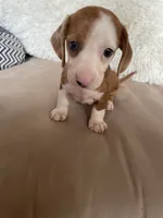 Jill, a female Miniature Dachshund for sale in Buffalo, MO – 2 of 3
