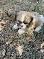 Shiloh, a female Shih Tzu for sale in Buffalo, MO – 3 of 3