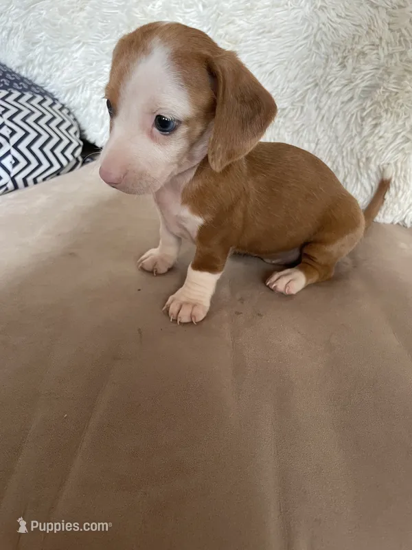 Jill – Miniature Dachshund puppy for sale in Buffalo, MO